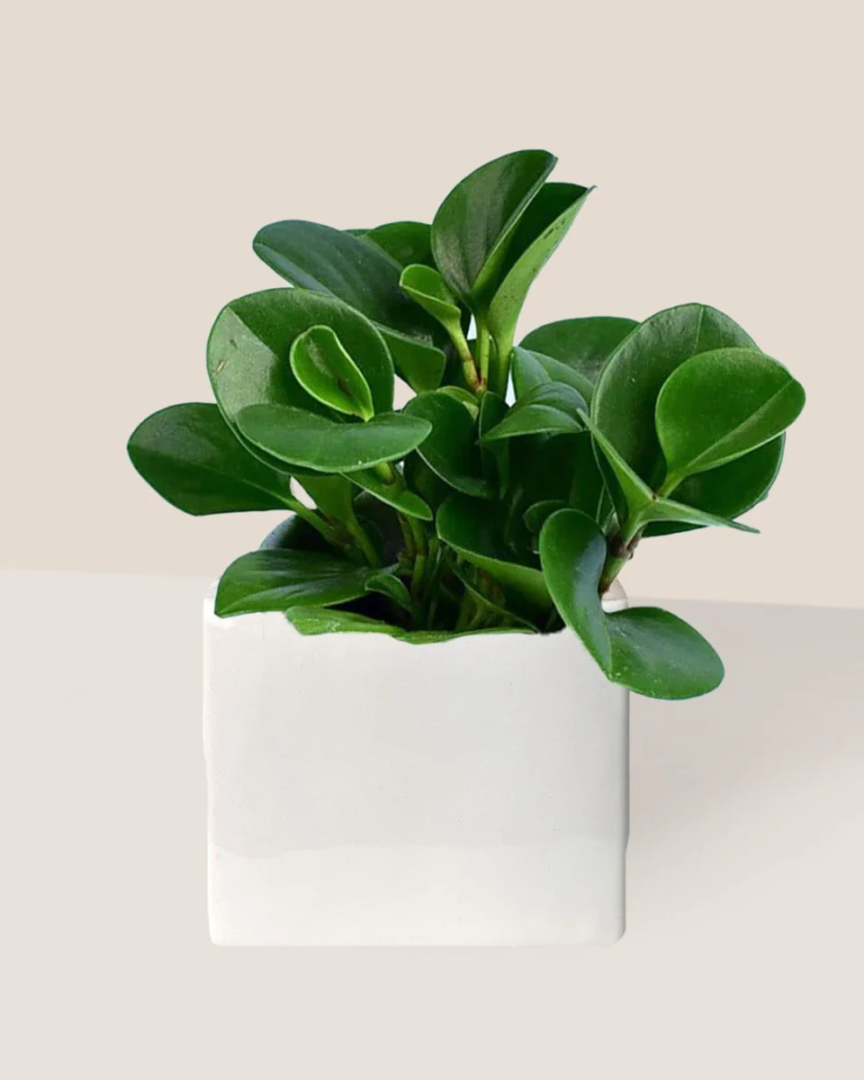 Peperomia - Baby Rubber Plant - Image 13