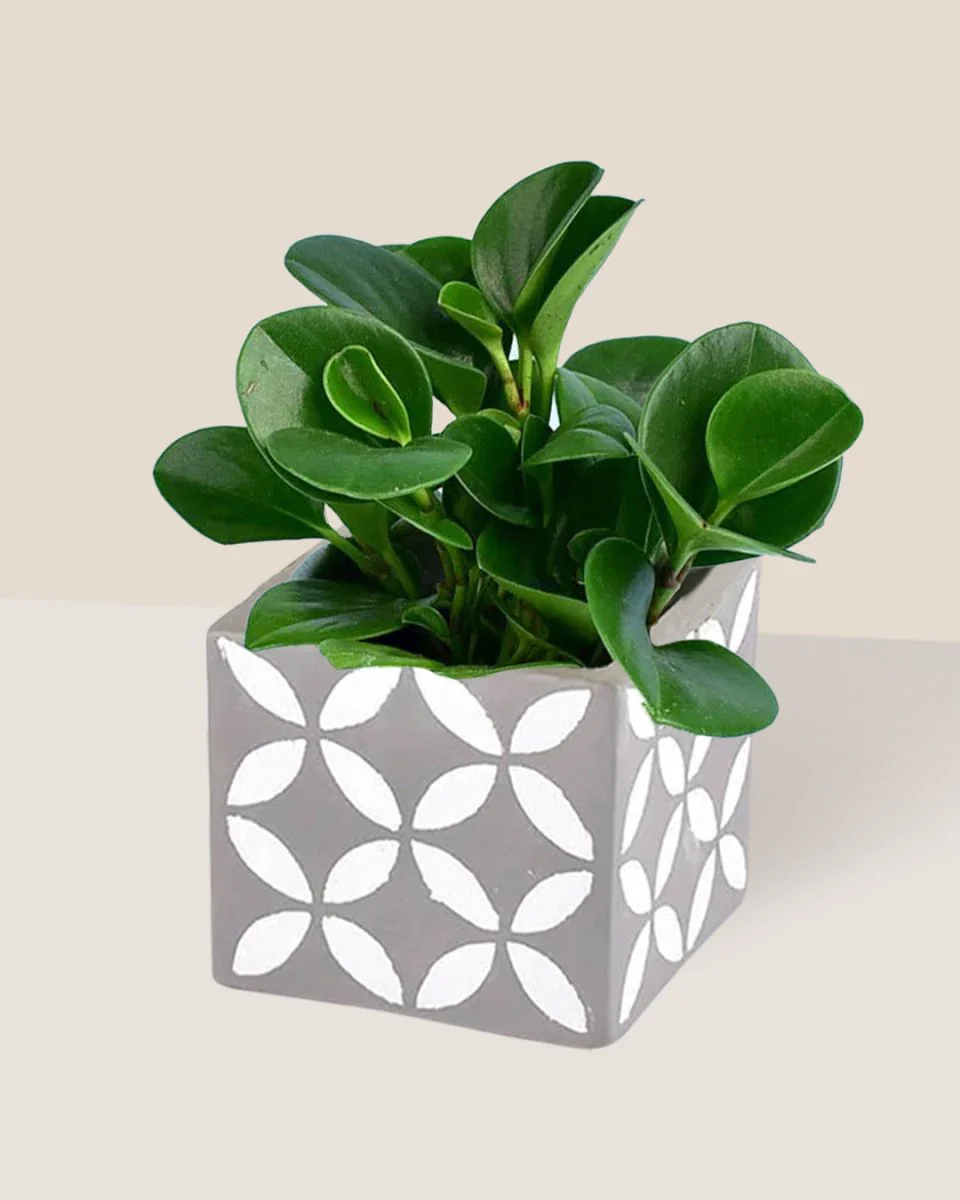 Peperomia - Baby Rubber Plant - Image 14
