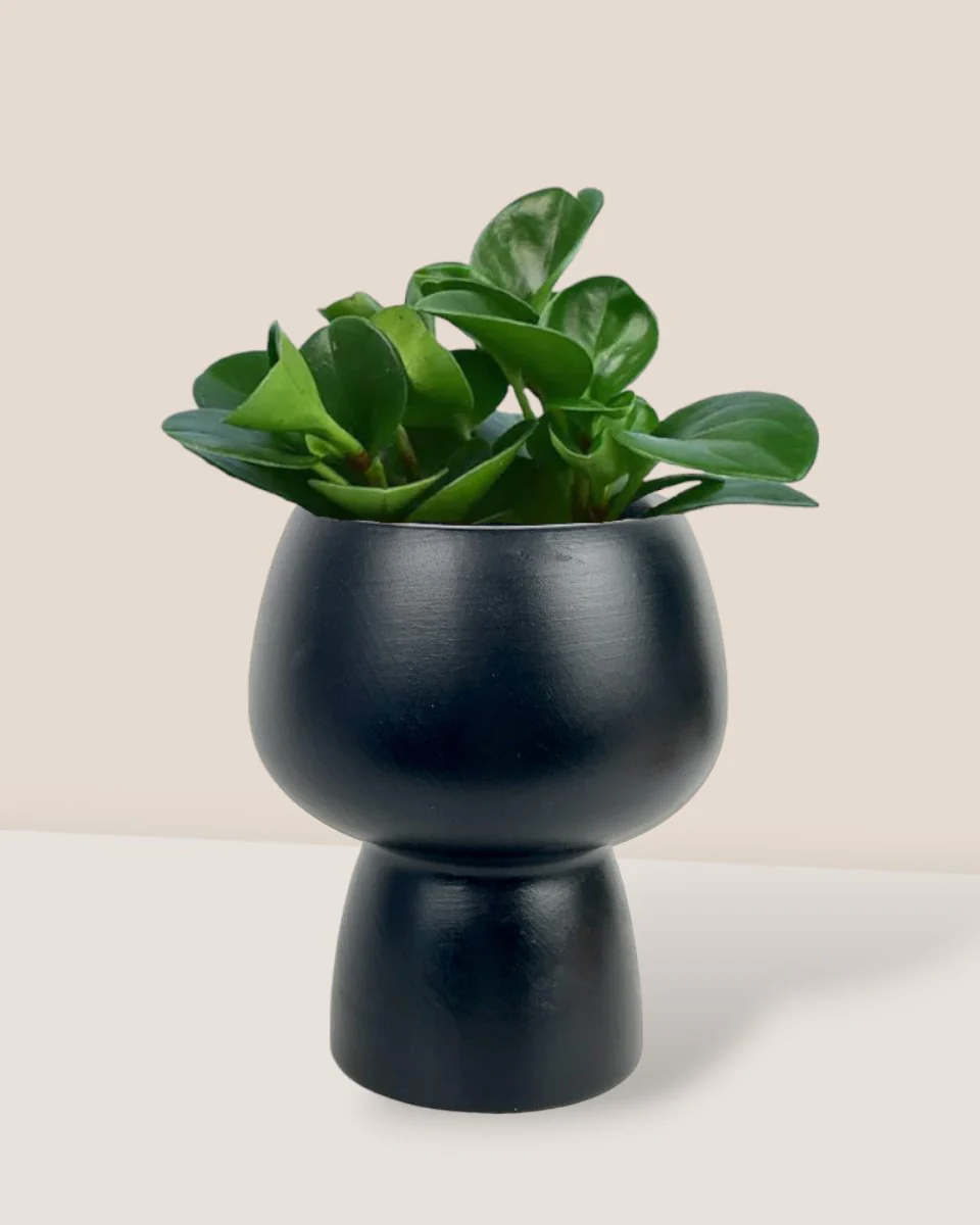 Peperomia - Baby Rubber Plant - Image 15