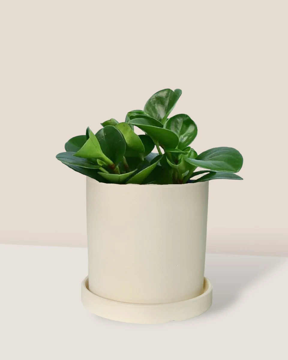 Peperomia - Baby Rubber Plant - Image 16