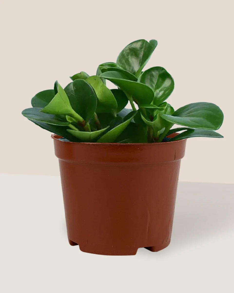 Peperomia - Baby Rubber Plant - Image 17