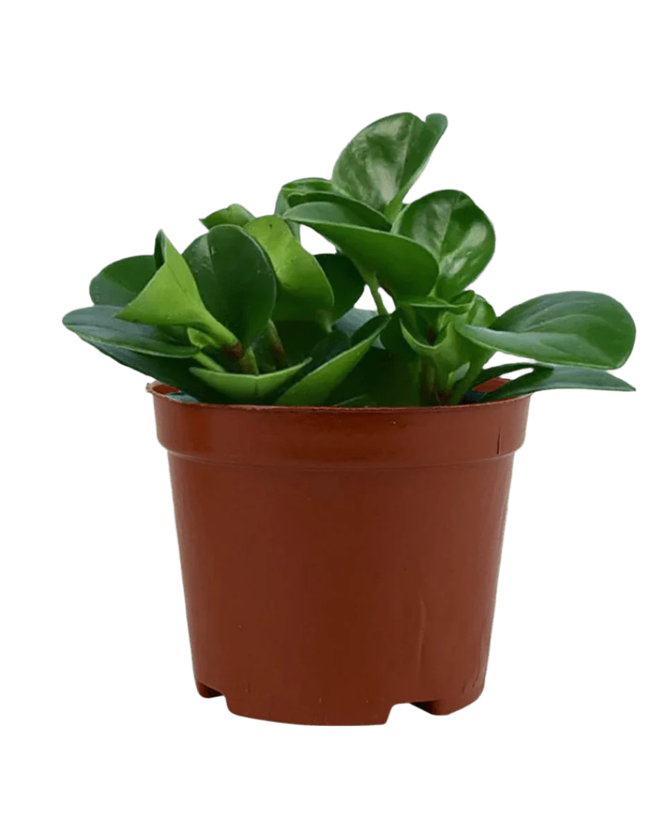 Peperomia - Baby Rubber Plant - Image 18