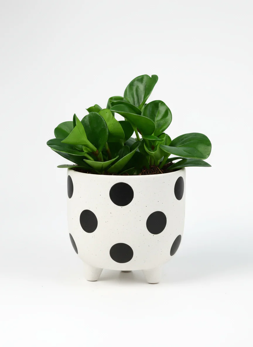 Peperomia - Baby Rubber Plant - Image 6