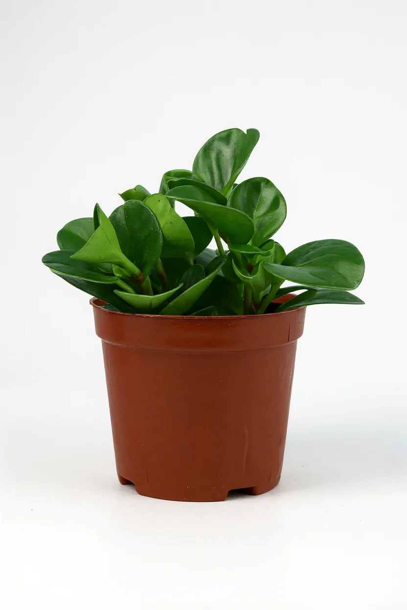 Peperomia - Baby Rubber Plant - Image 7