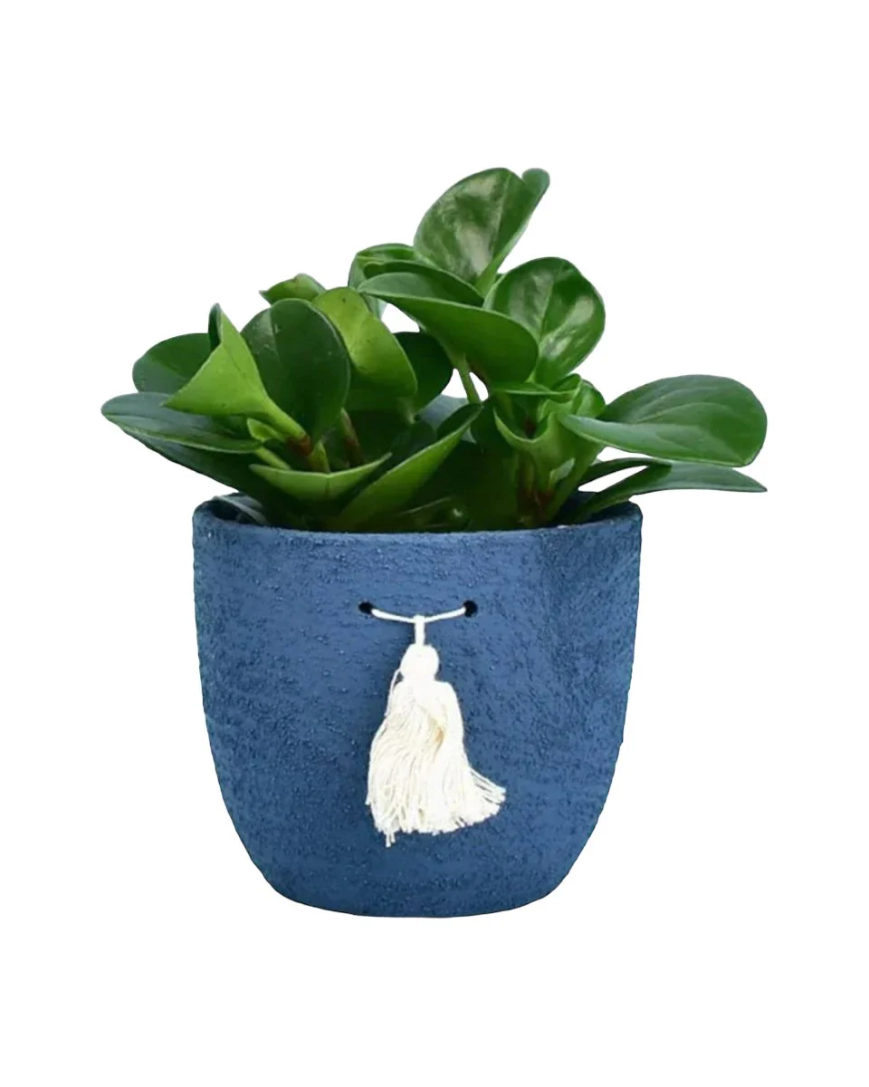 Peperomia - Baby Rubber Plant - Image 8