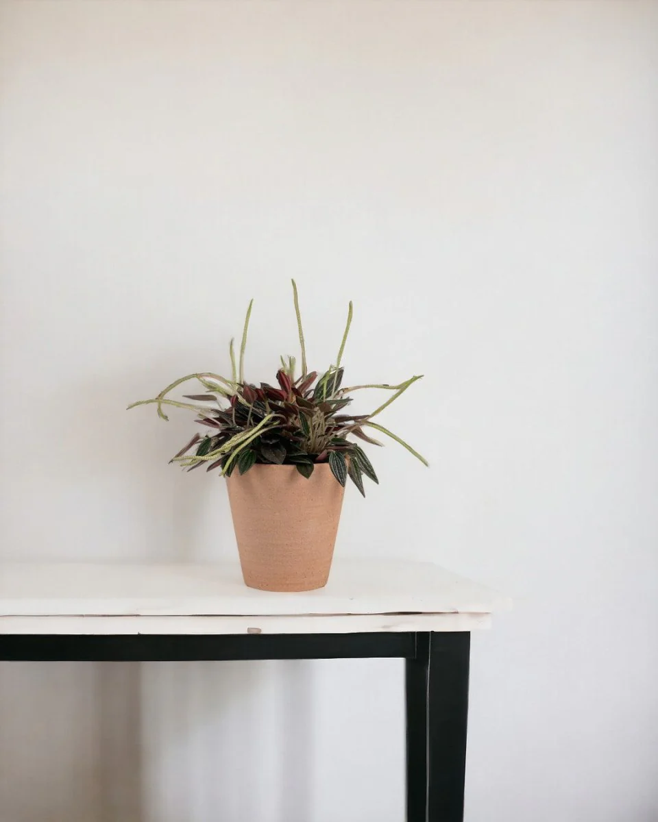 Peperomia Radiator Plant - Image 2