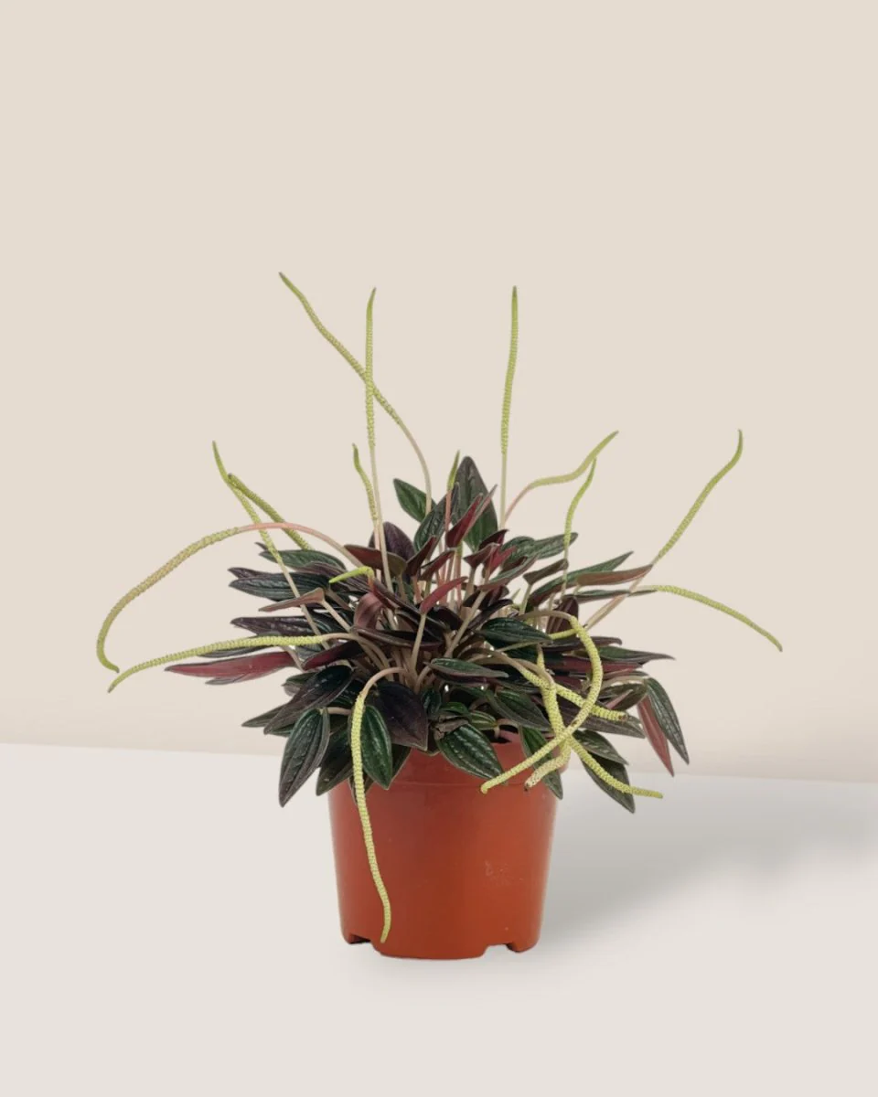 Peperomia Radiator Plant - Image 3