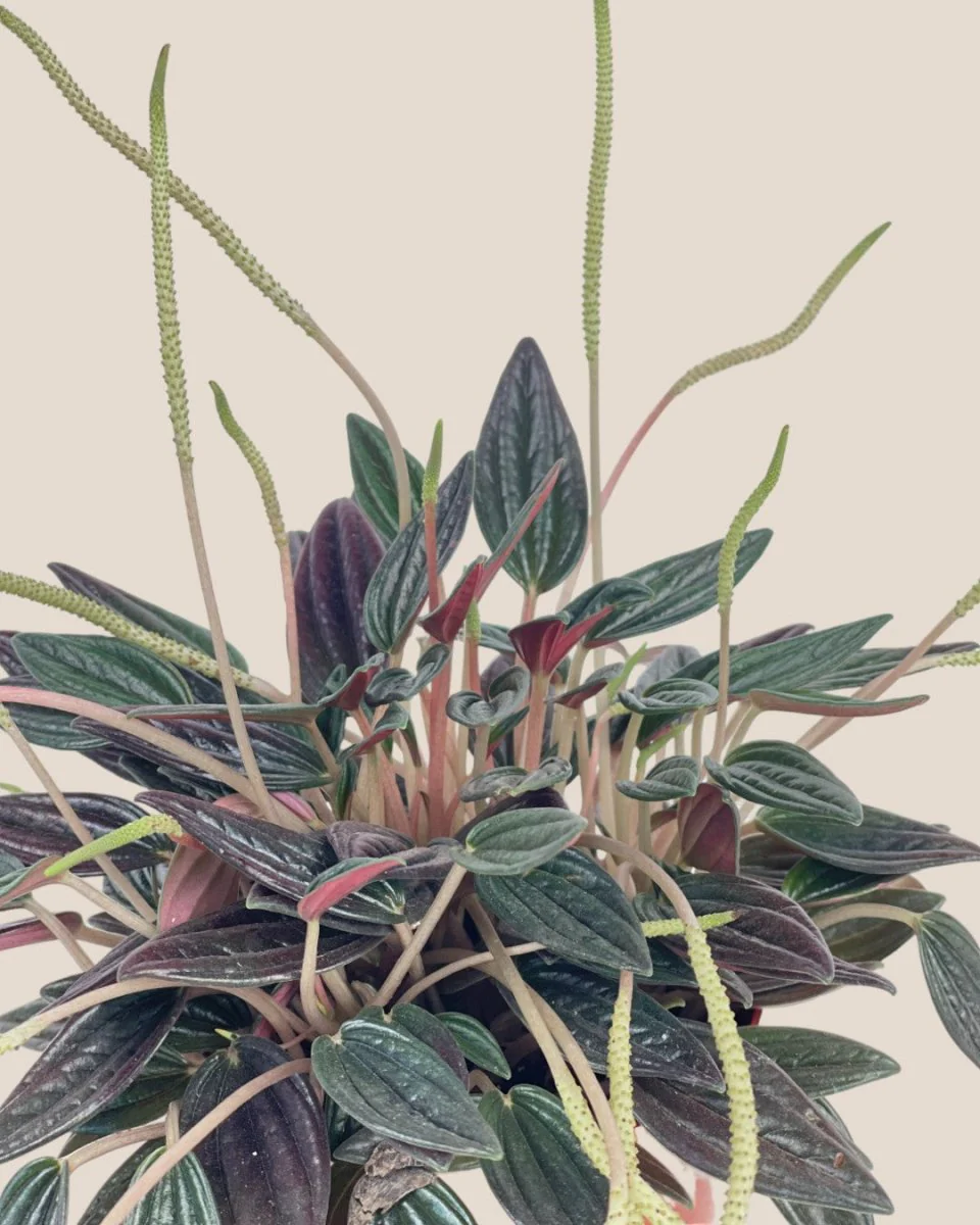 Peperomia Radiator Plant - Image 4