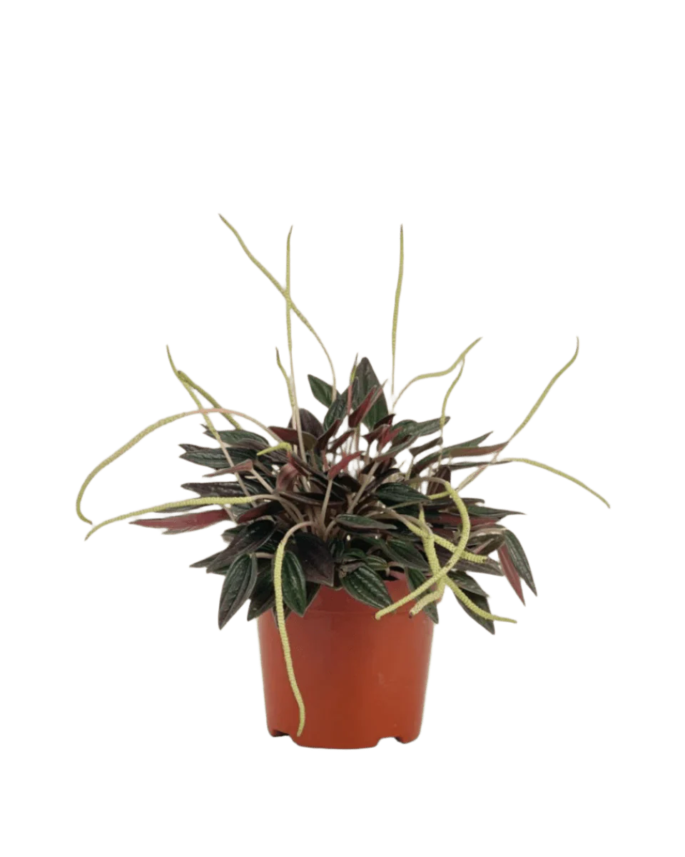 Peperomia Radiator Plant - Image 5