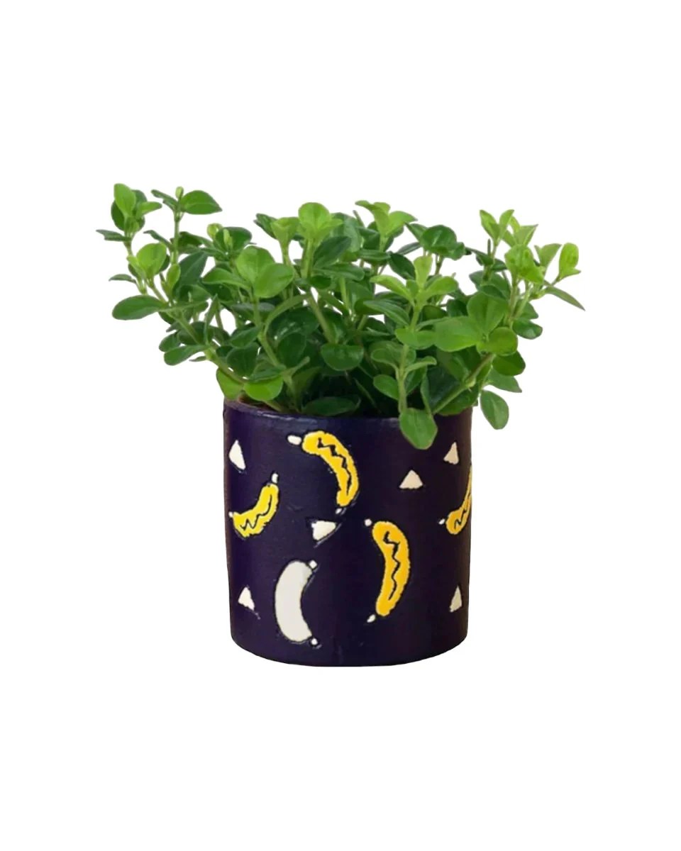 Peperomia Rotundifolia - Image 10
