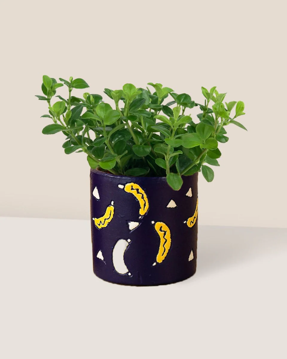 Peperomia Rotundifolia - Image 12