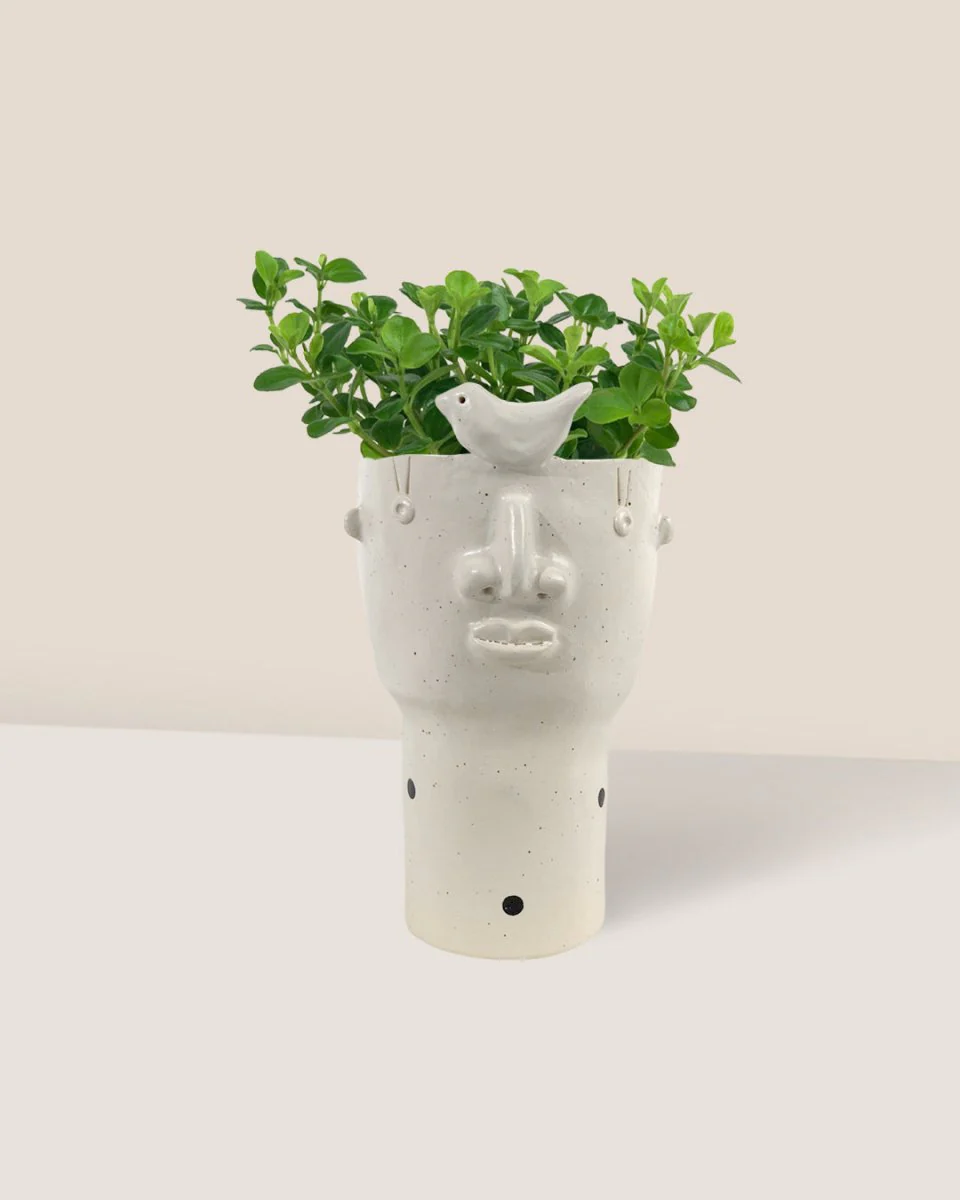 Peperomia Rotundifolia - Image 13