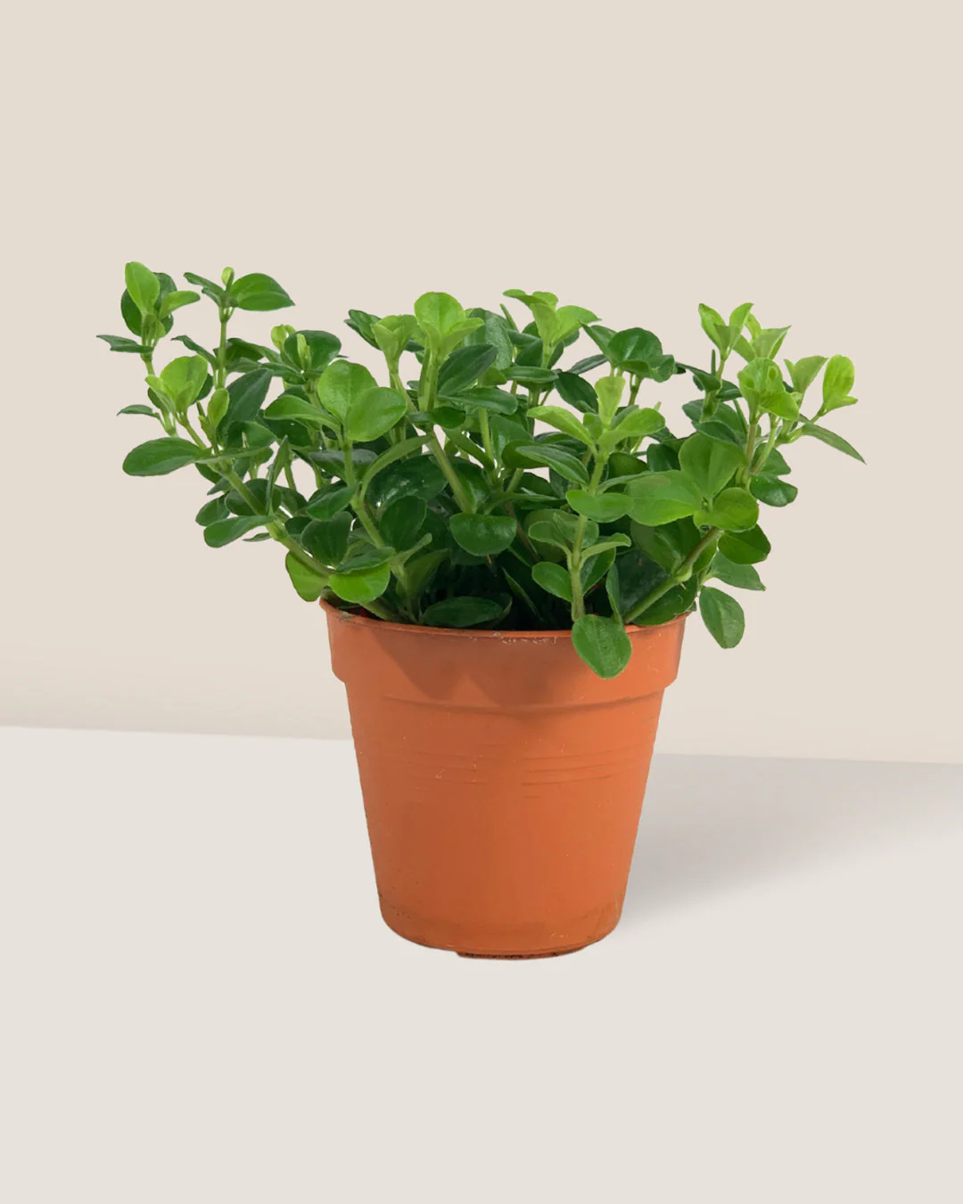 Peperomia Rotundifolia - Image 14