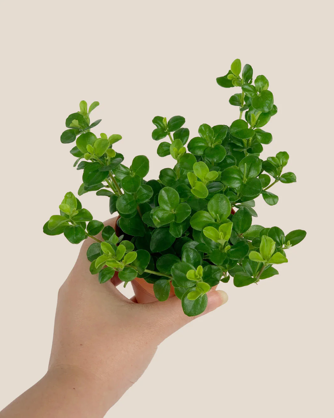 Peperomia Rotundifolia - Image 15