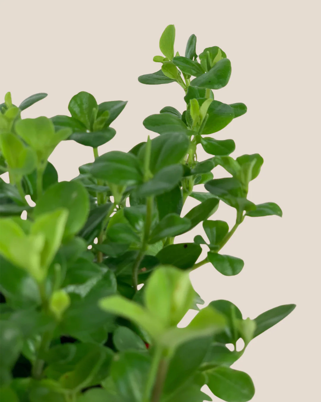 Peperomia Rotundifolia - Image 16