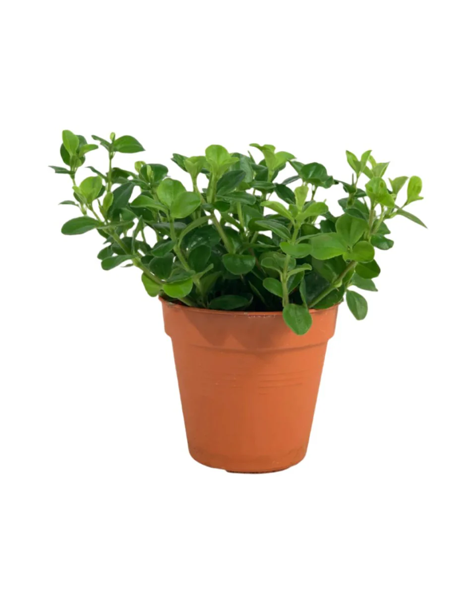 Peperomia Rotundifolia - Image 17