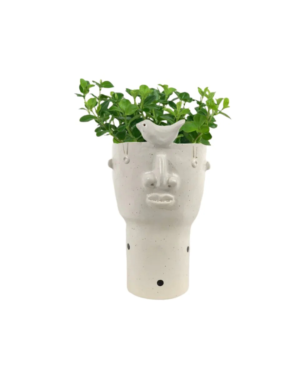 Peperomia Rotundifolia - Image 18