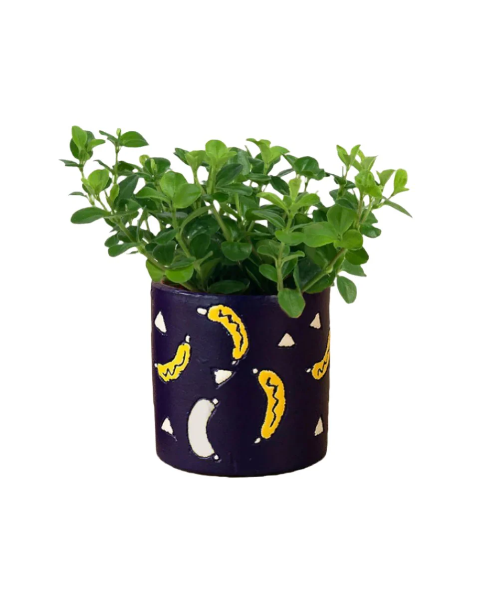 Peperomia Rotundifolia - Image 19