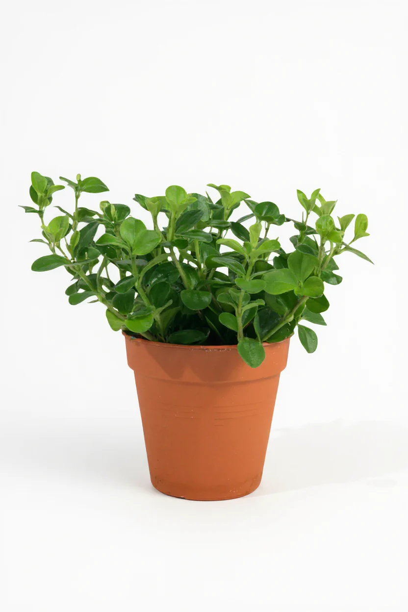 Peperomia Rotundifolia - Image 9