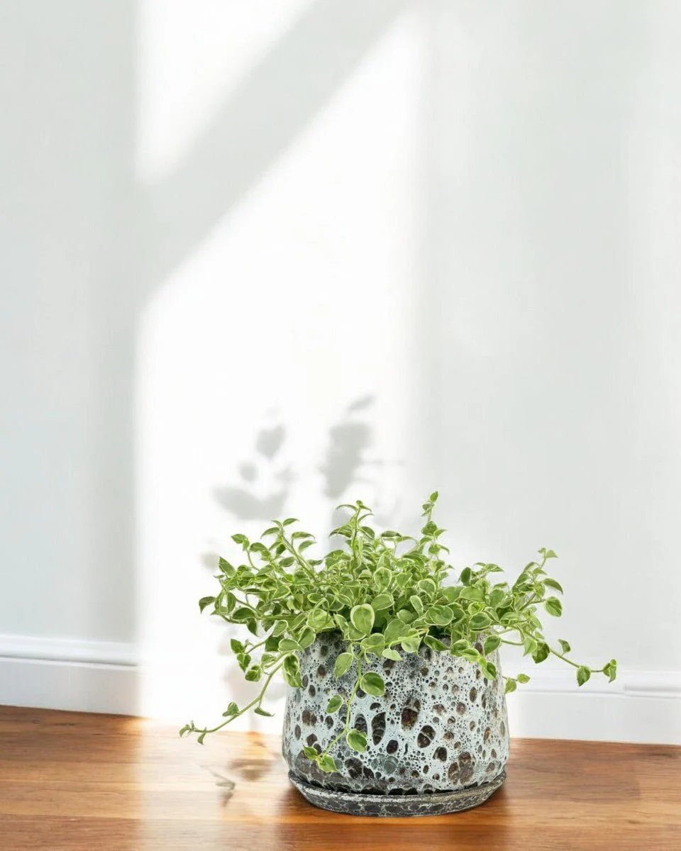 Peperomia Scandens Variegated - Image 2
