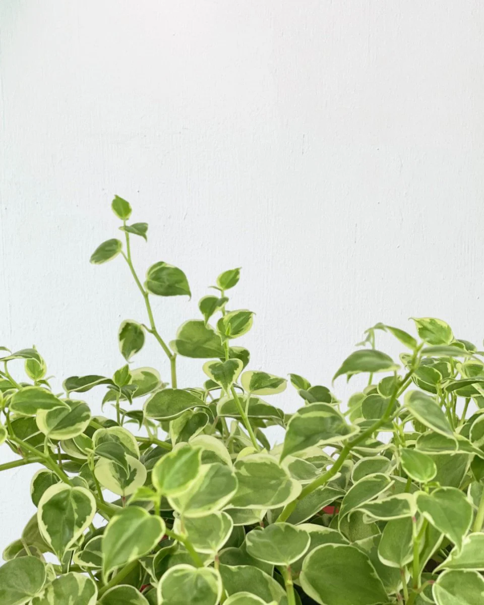 Peperomia Scandens Variegated - Image 3