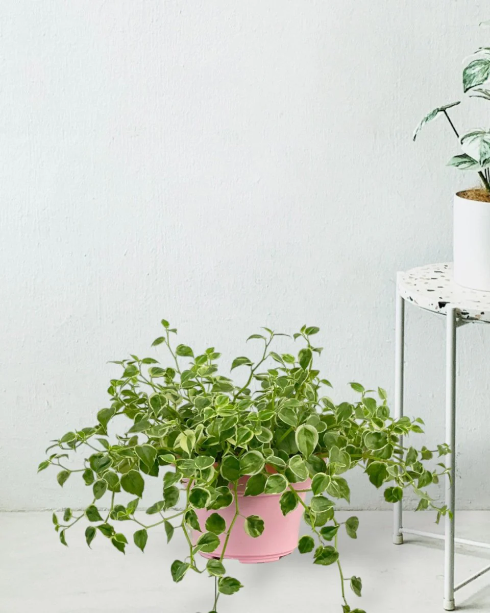 Peperomia Scandens Variegated - Image 4