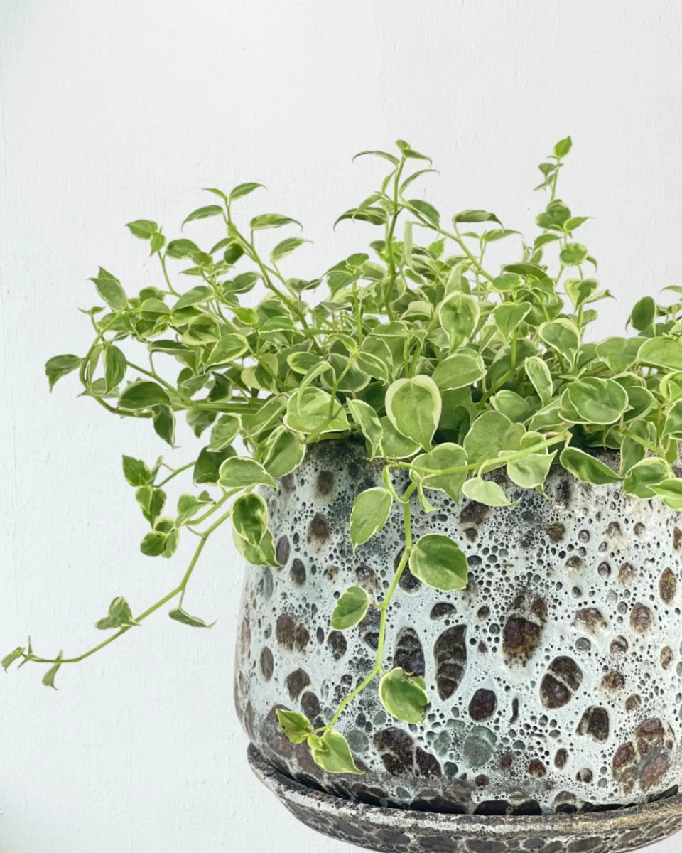 Peperomia Scandens Variegated - Image 5