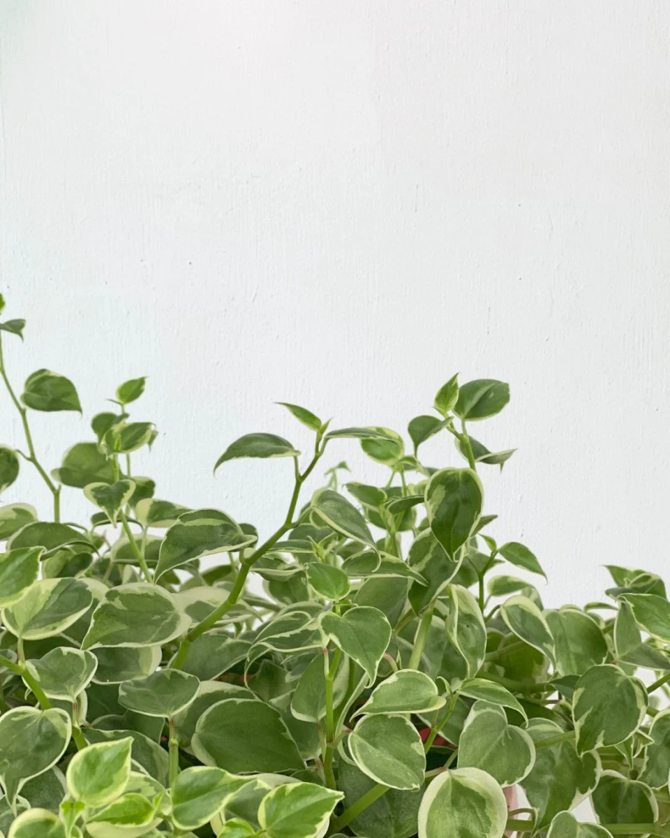Peperomia Scandens Variegated - Image 6