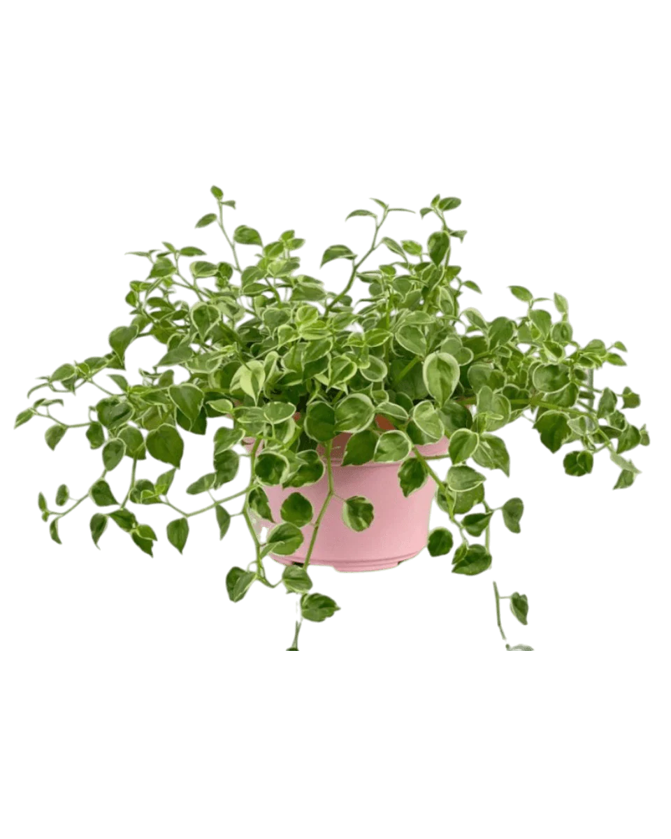 Peperomia Scandens Variegated - Image 7