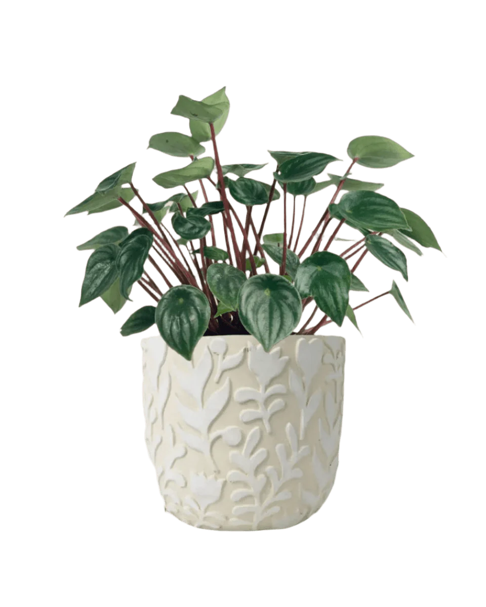 Peperomia Watermelon 'Peperomia Argyreia' - Image 10