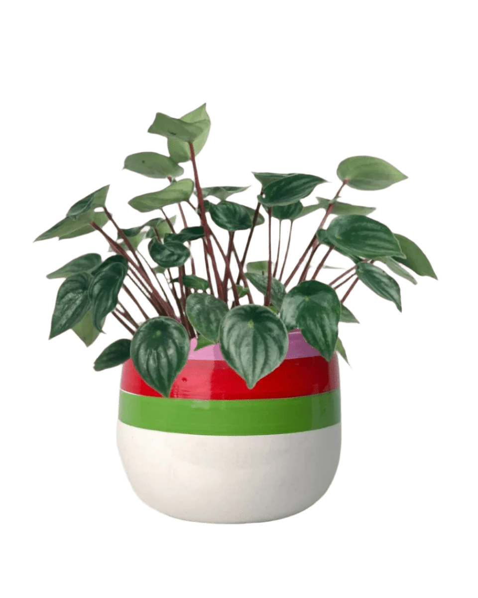 Peperomia Watermelon 'Peperomia Argyreia' - Image 11
