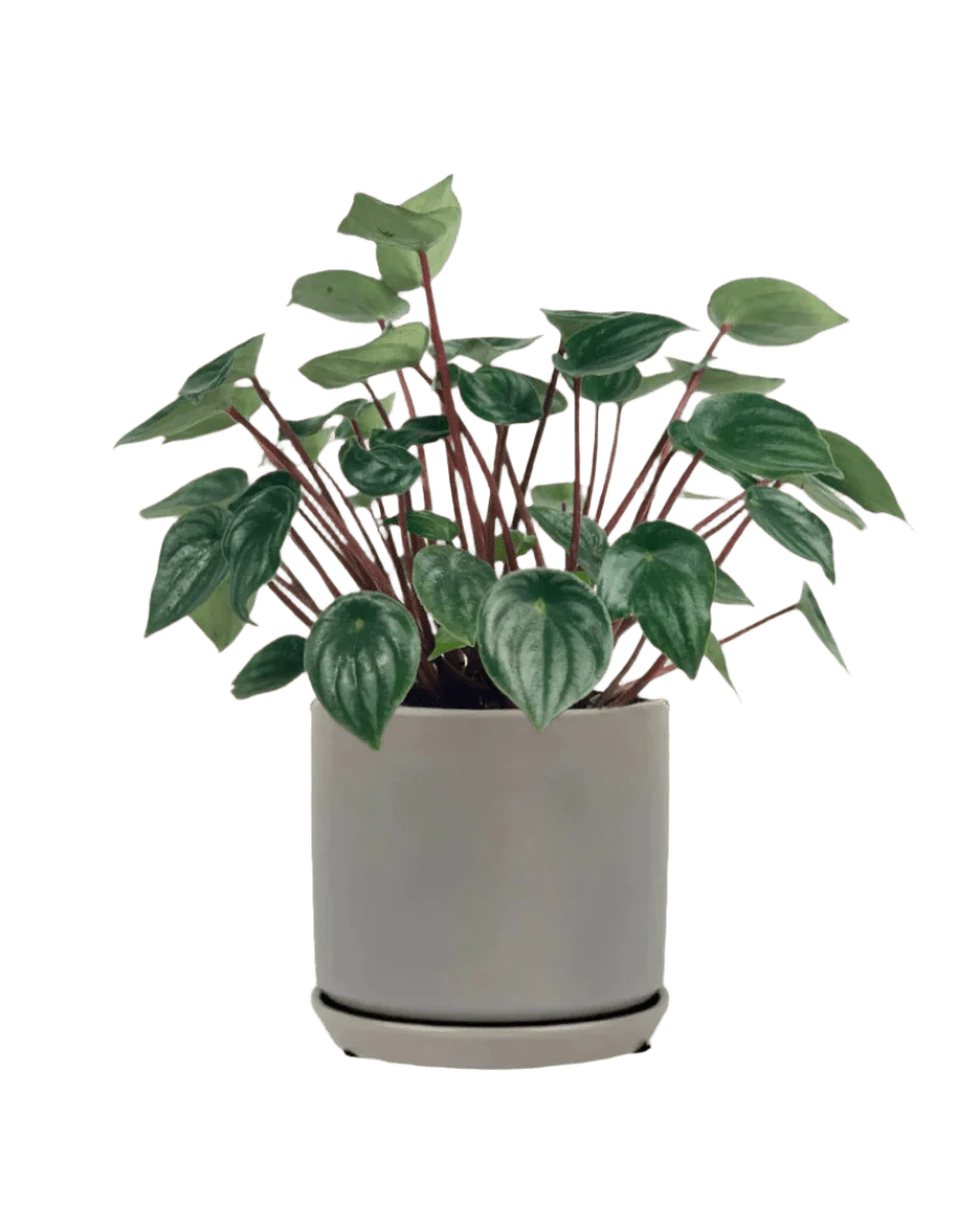 Peperomia Watermelon 'Peperomia Argyreia' - Image 12