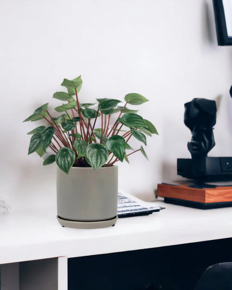 Peperomia Watermelon 'Peperomia Argyreia' - Image 2
