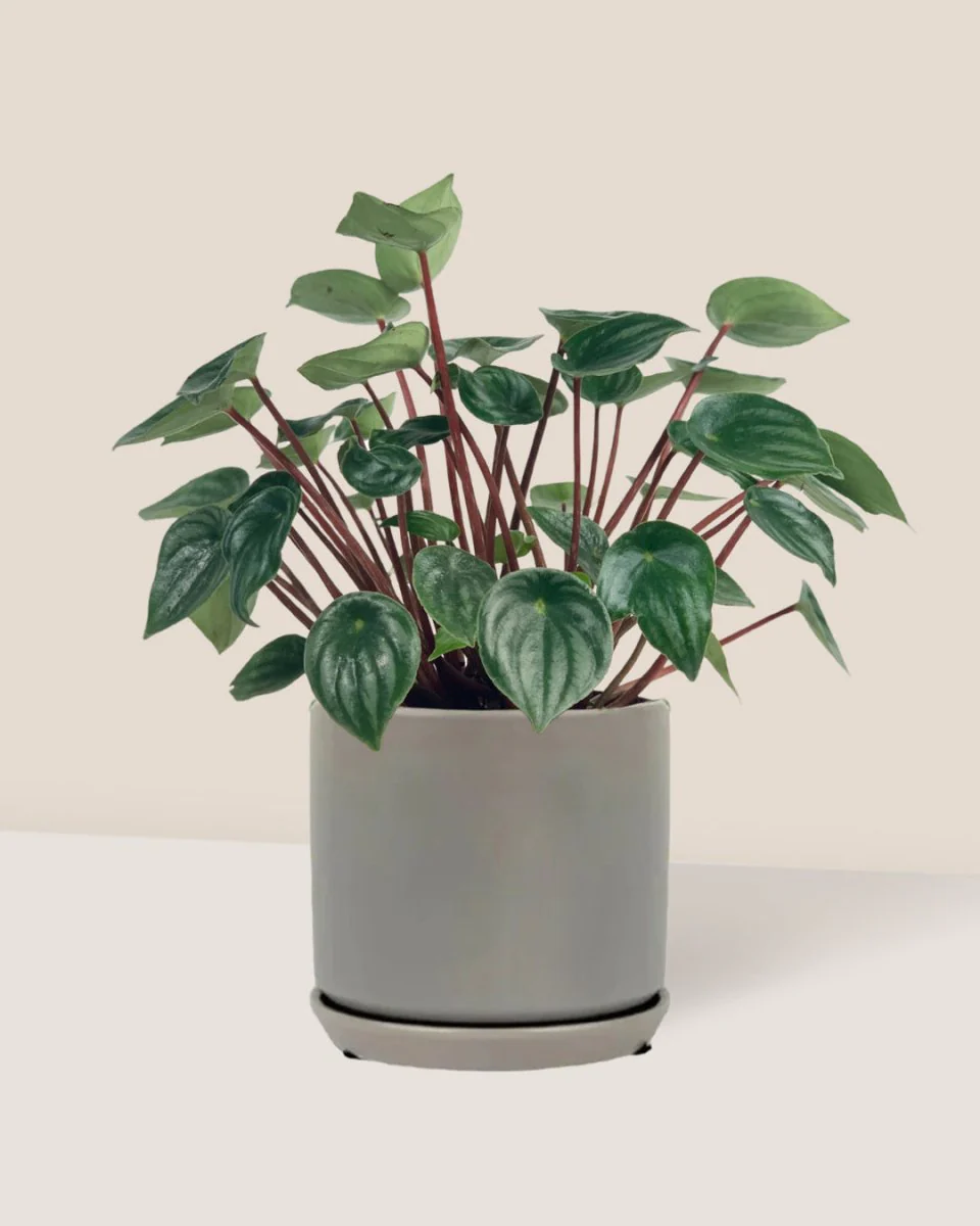 Peperomia Watermelon 'Peperomia Argyreia' - Image 3