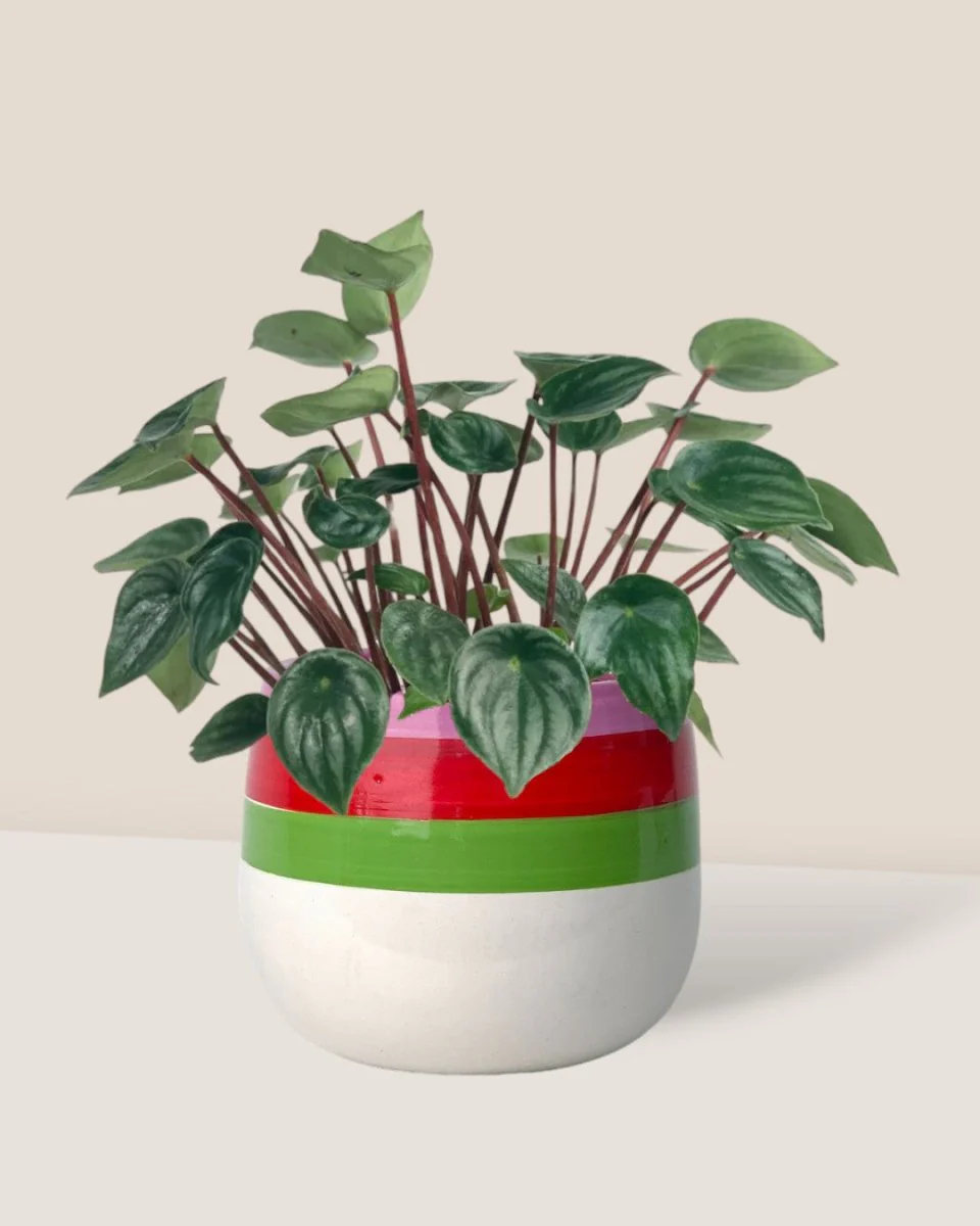 Peperomia Watermelon 'Peperomia Argyreia' - Image 4