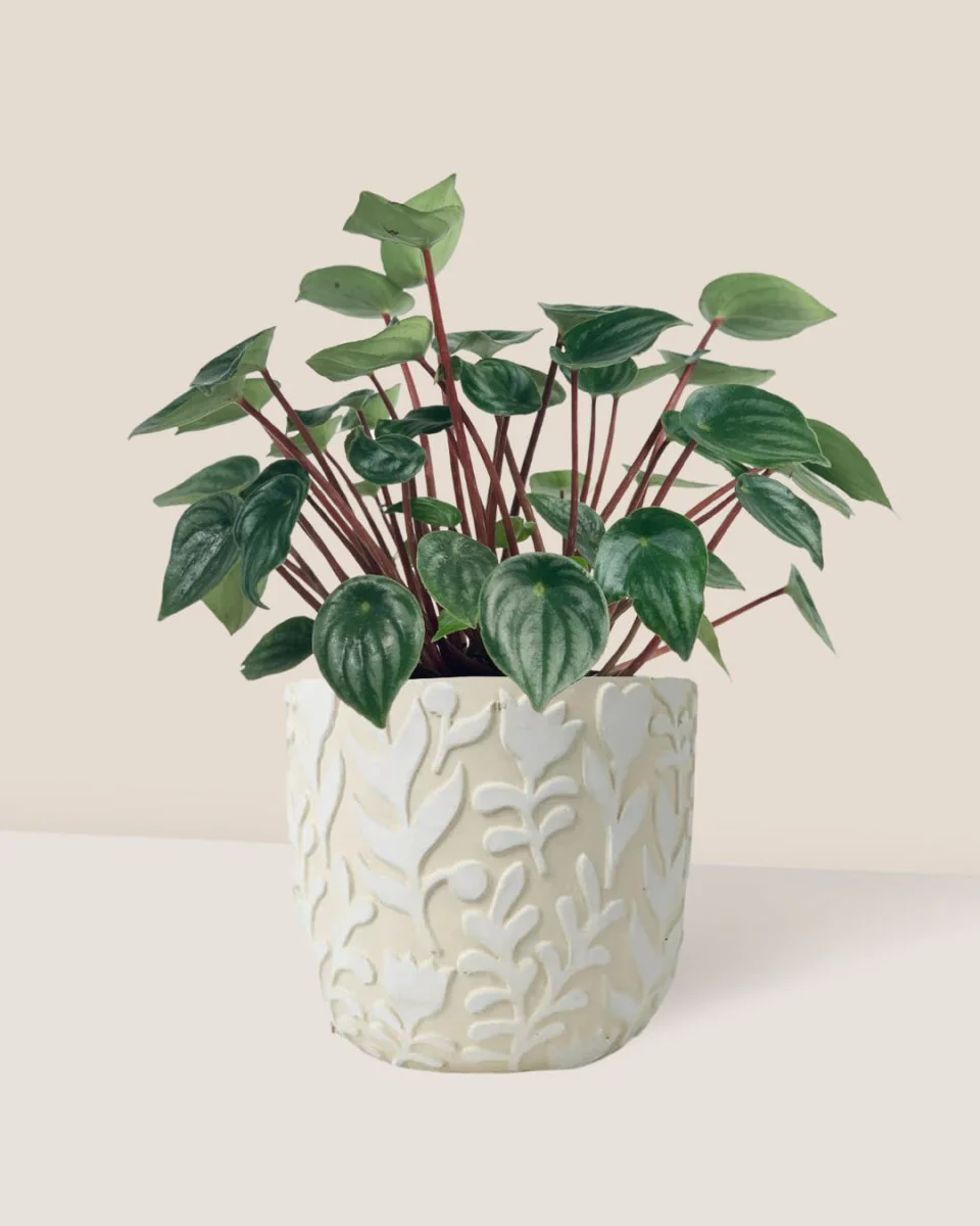 Peperomia Watermelon 'Peperomia Argyreia' - Image 5