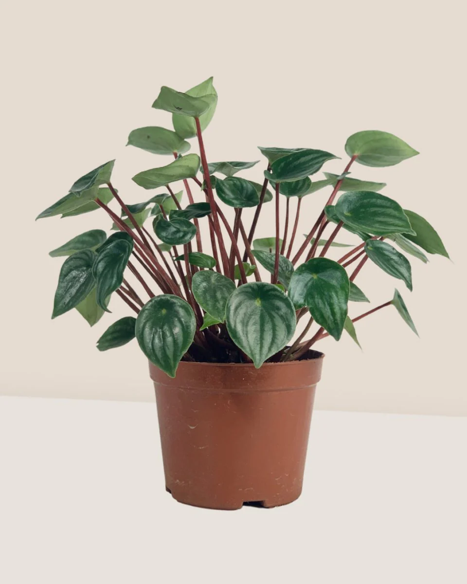 Peperomia Watermelon 'Peperomia Argyreia' - Image 6