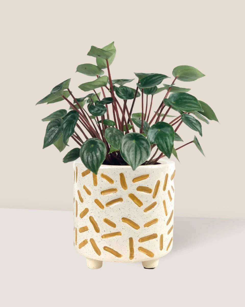 Peperomia Watermelon 'Peperomia Argyreia' - Image 7