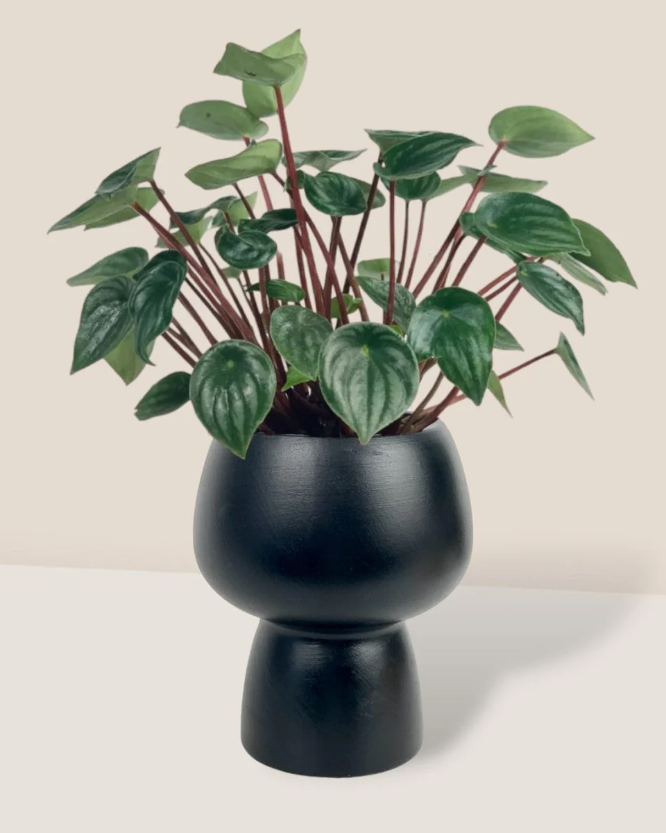 Peperomia Watermelon 'Peperomia Argyreia' - Image 8