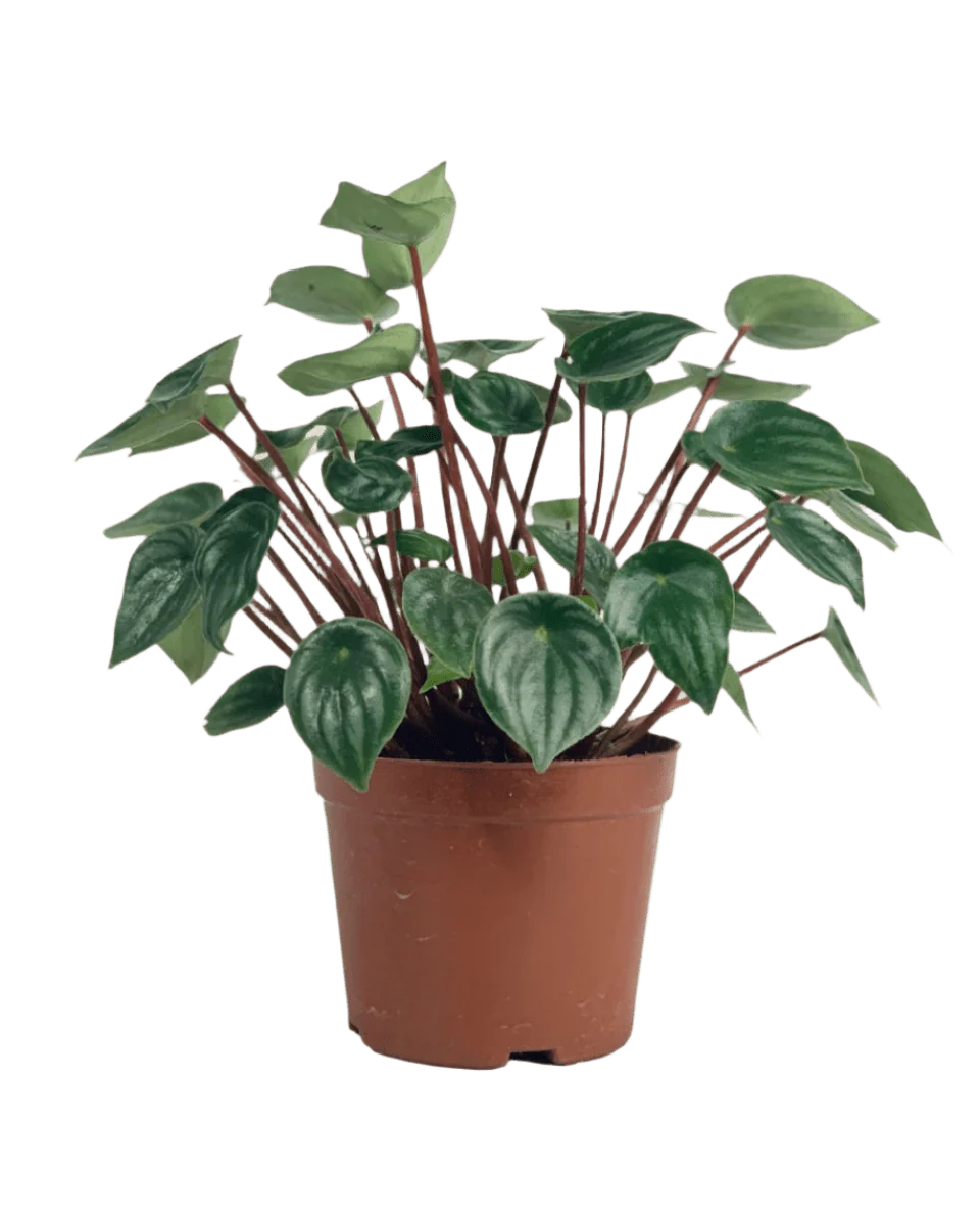 Peperomia Watermelon 'Peperomia Argyreia' - Image 9