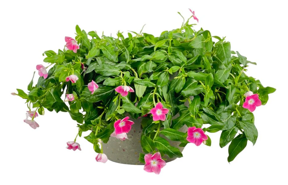 Periwinkle - Image 10