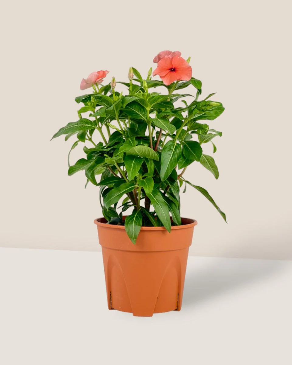 Periwinkle - Image 6