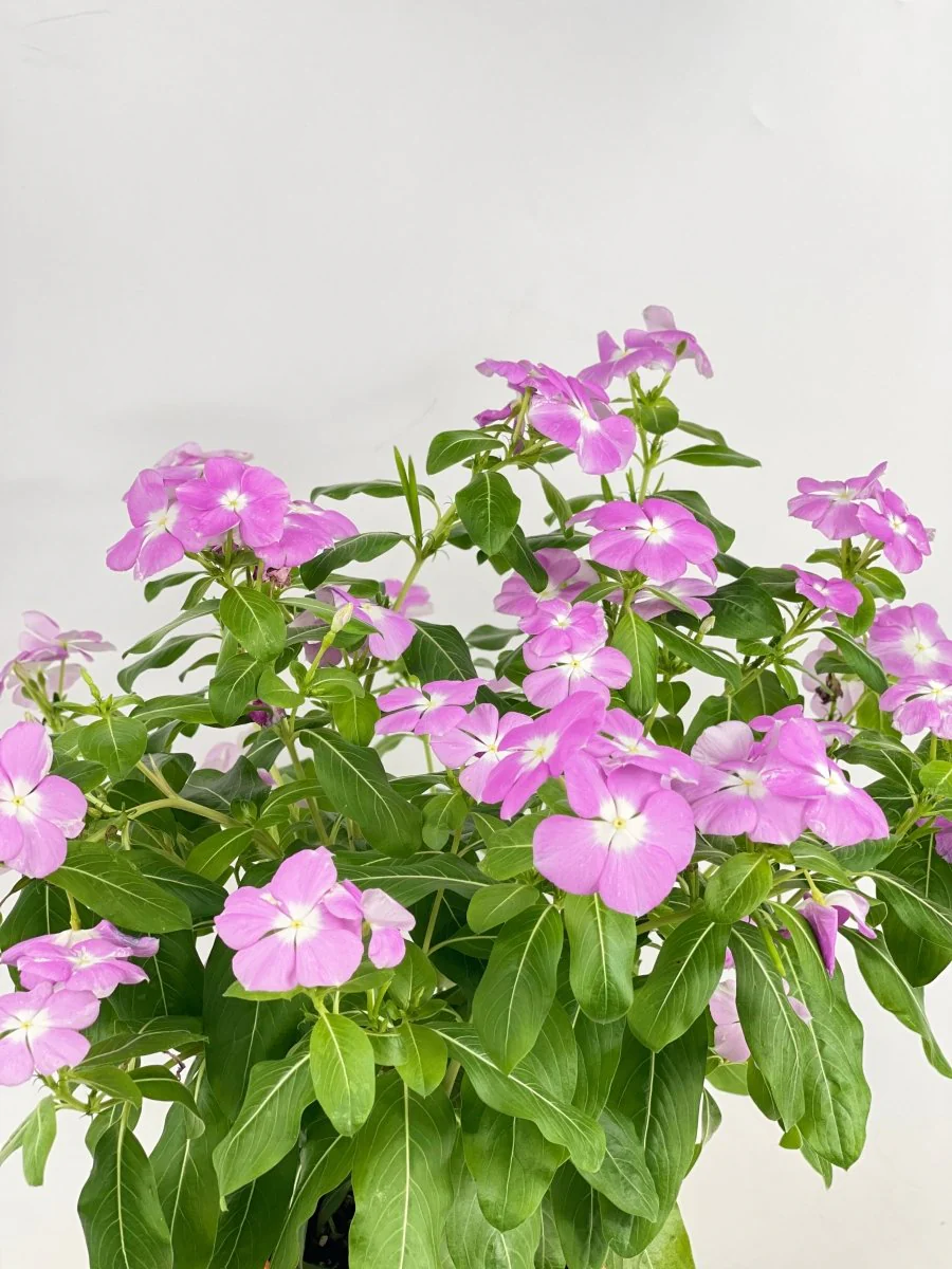 Periwinkle - Image 7