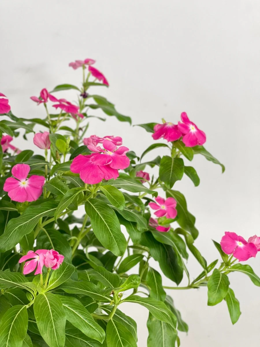 Periwinkle - Image 8
