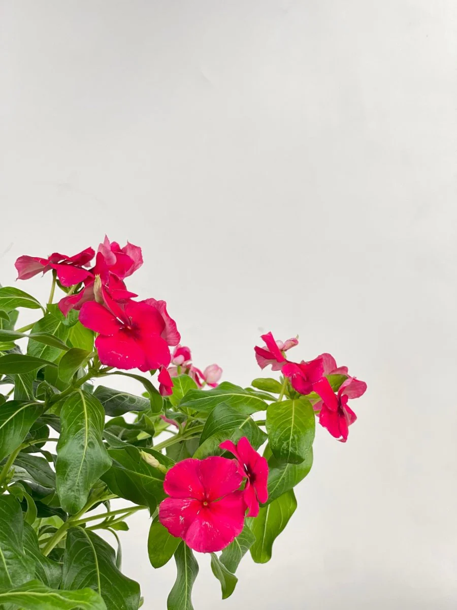 Periwinkle - Image 9