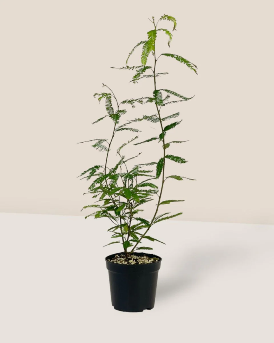 Persian Silk Plant - Image 2
