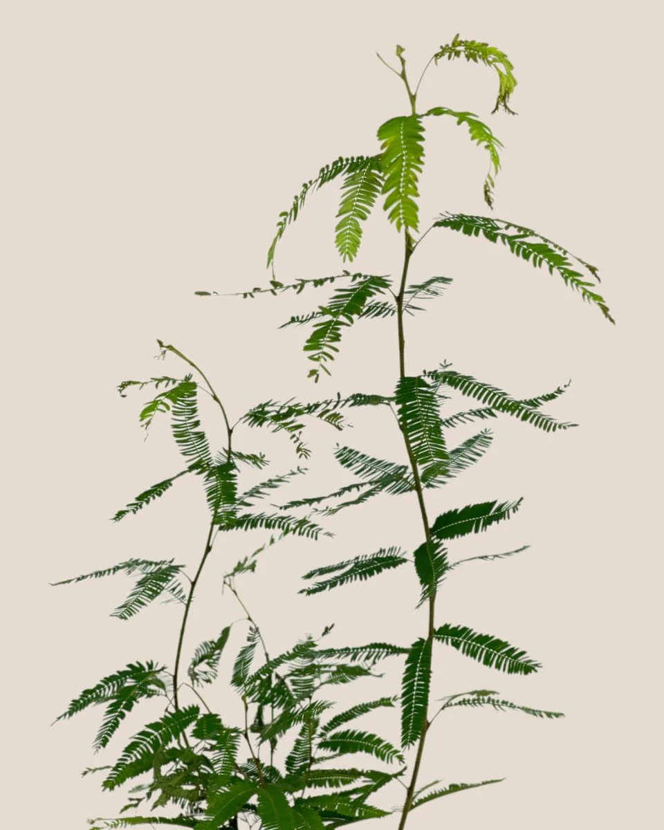 Persian Silk Plant - Image 3