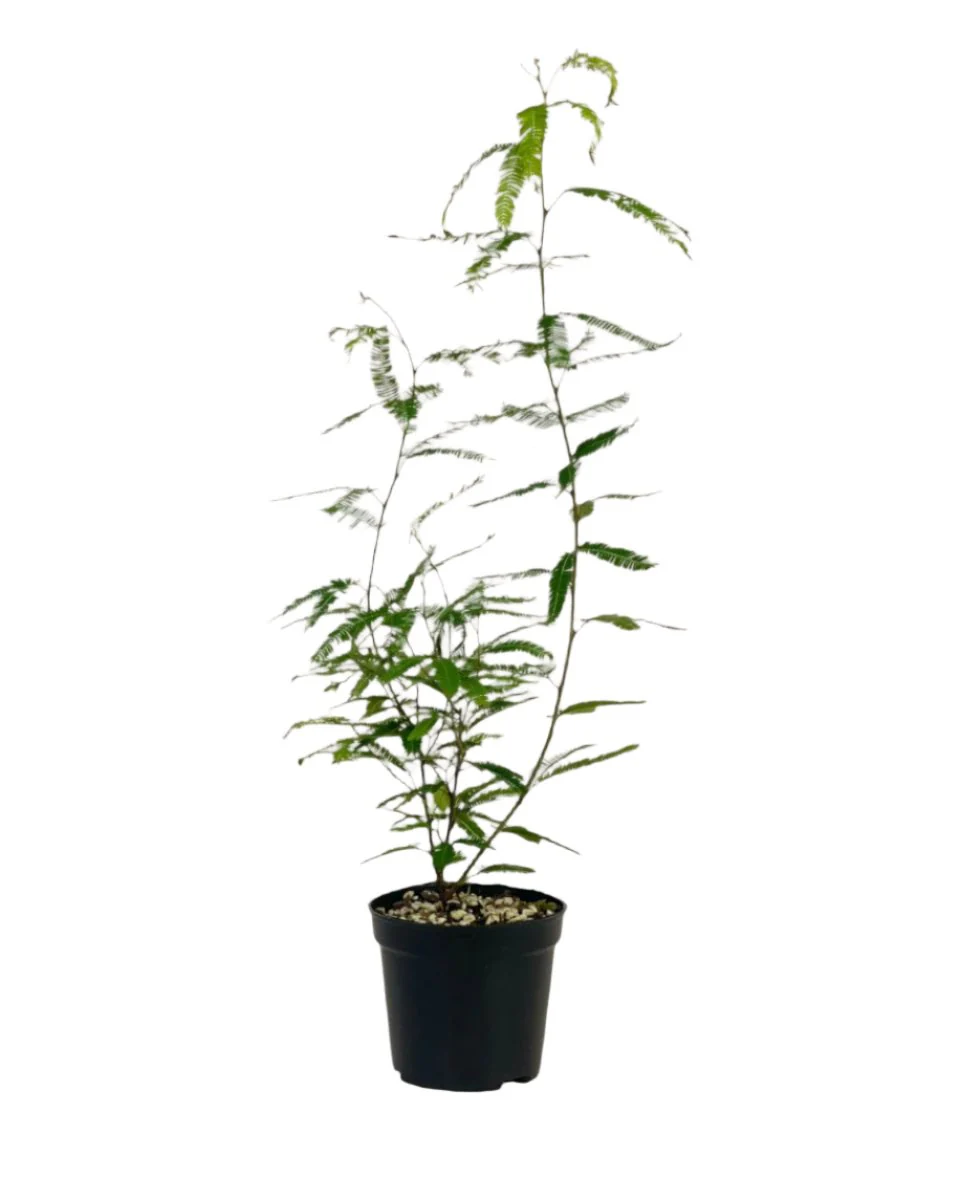 Persian Silk Plant - Image 4