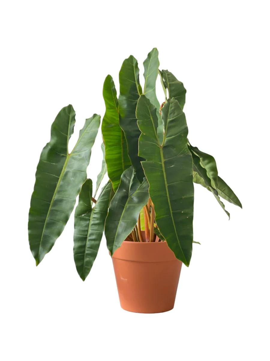 Philodendron Billie Plant
