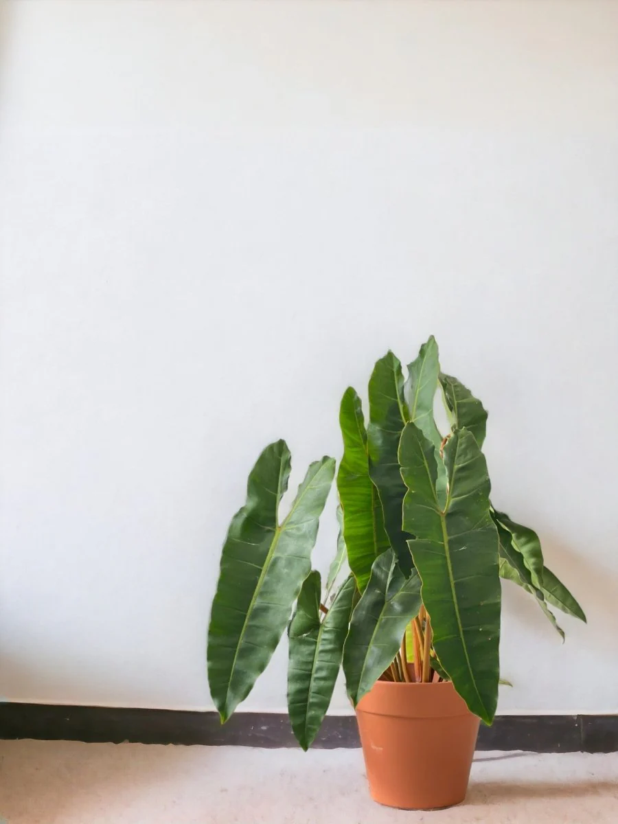 Philodendron Billie Plant - Image 2